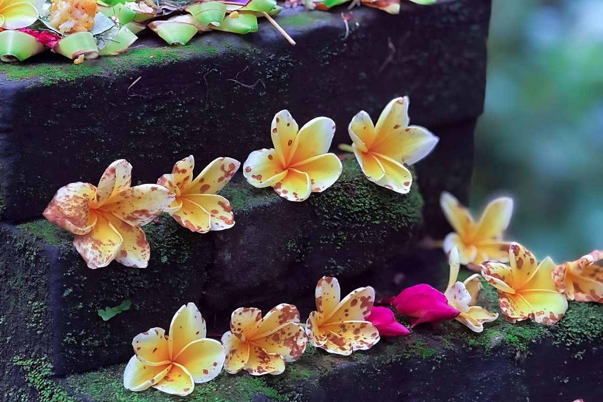 Return & Refund Policy